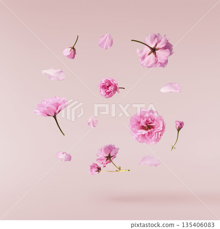 Beautiful blooming of delicate pink Sakura flowers falling in the air, isolated. Zero gravity or levitation spring flowers conception, high resolution image Beautiful blooming of delicate pink Sakura flowers falling in the air, isolated. Zero gravity or levitation spring flowers conception, high resolution image 135406083