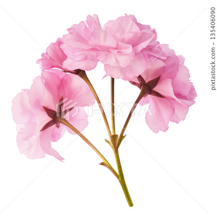 Beautiful blooming of delicate pink Sakura flowers falling in the air, isolated. Zero gravity or levitation spring flowers conception, high resolution image Beautiful blooming of delicate pink Sakura flowers falling in the air, isolated. Zero gravity or levitation spring flowers conception, high resolution image 135406090