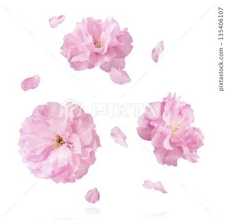 Beautiful blooming of delicate pink Sakura flowers falling in the air, isolated. Zero gravity or levitation spring flowers conception, high resolution image Beautiful blooming of delicate pink Sakura flowers falling in the air, isolated. Zero gravity or levitation spring flowers conception, high resolution image 135406107