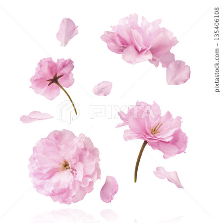 Beautiful blooming of delicate pink Sakura flowers falling in the air, isolated. Zero gravity or levitation spring flowers conception, high resolution image Beautiful blooming of delicate pink Sakura flowers falling in the air, isolated. Zero gravity or levitation spring flowers conception, high resolution image 135406108