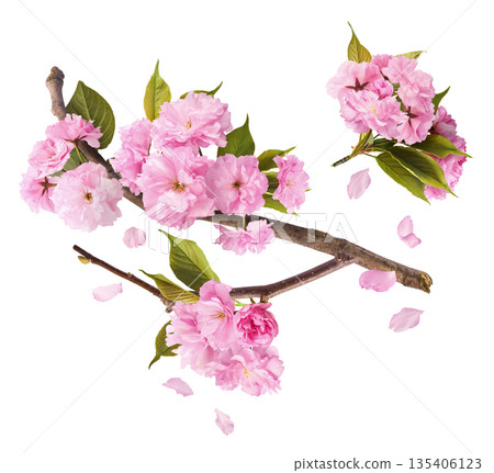 Beautiful blooming of delicate pink Sakura flowers falling in the air, isolated. Zero gravity or levitation spring flowers conception, high resolution image Beautiful blooming of delicate pink Sakura flowers falling in the air, isolated. Zero gravity or levitation spring flowers conception, high resolution image 135406123