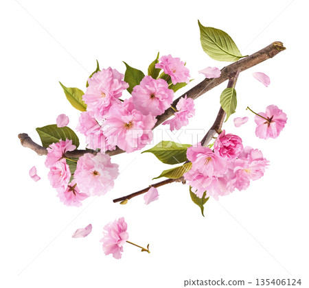 Beautiful blooming of delicate pink Sakura flowers falling in the air, isolated. Zero gravity or levitation spring flowers conception, high resolution image 135406124