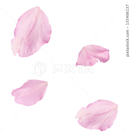 Beautiful blooming of delicate pink Sakura flowers falling in the air, isolated. Zero gravity or levitation spring flowers conception, high resolution image 135406137