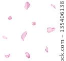 Beautiful blooming of delicate pink Sakura flowers falling in the air, isolated. Zero gravity or levitation spring flowers conception, high resolution image 135406138