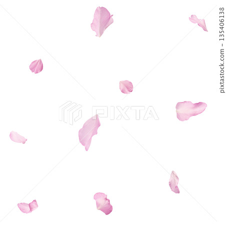 Beautiful blooming of delicate pink Sakura flowers falling in the air, isolated. Zero gravity or levitation spring flowers conception, high resolution image 135406138