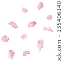 Beautiful blooming of delicate pink Sakura flowers falling in the air, isolated. Zero gravity or levitation spring flowers conception, high resolution image 135406140