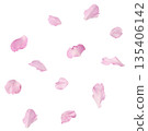 Beautiful blooming of delicate pink Sakura flowers falling in the air, isolated. Zero gravity or levitation spring flowers conception, high resolution image 135406142