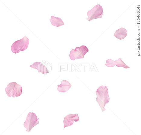 Beautiful blooming of delicate pink Sakura flowers falling in the air, isolated. Zero gravity or levitation spring flowers conception, high resolution image Beautiful blooming of delicate pink Sakura flowers falling in the air, isolated. Zero gravity or levitation spring flowers conception, high resolution image 135406142