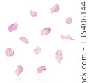 Beautiful blooming of delicate pink Sakura flowers falling in the air, isolated. Zero gravity or levitation spring flowers conception, high resolution image 135406144