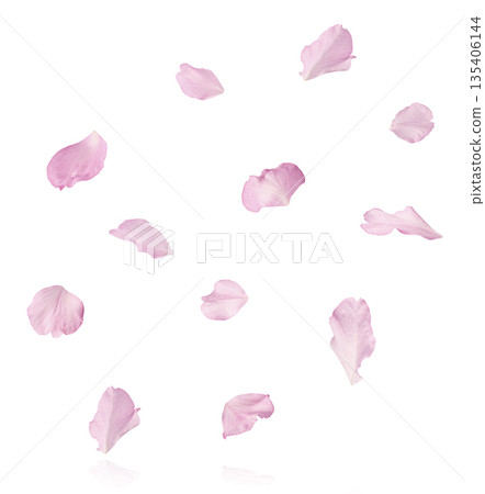 Beautiful blooming of delicate pink Sakura flowers falling in the air, isolated. Zero gravity or levitation spring flowers conception, high resolution image Beautiful blooming of delicate pink Sakura flowers falling in the air, isolated. Zero gravity or levitation spring flowers conception, high resolution image 135406144