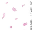 Beautiful blooming of delicate pink Sakura flowers falling in the air, isolated. Zero gravity or levitation spring flowers conception, high resolution image 135406145