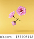 Beautiful blooming of delicate pink Sakura flowers falling in the air, isolated. Zero gravity or levitation spring flowers conception, high resolution image 135406148