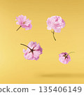 Beautiful blooming of delicate pink Sakura flowers falling in the air, isolated. Zero gravity or levitation spring flowers conception, high resolution image 135406149