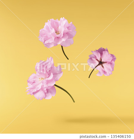 Beautiful blooming of delicate pink Sakura flowers falling in the air, isolated. Zero gravity or levitation spring flowers conception, high resolution image Beautiful blooming of delicate pink Sakura flowers falling in the air, isolated. Zero gravity or levitation spring flowers conception, high resolution image 135406150