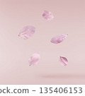 Beautiful blooming of delicate pink Sakura flowers falling in the air, isolated. Zero gravity or levitation spring flowers conception, high resolution image 135406153