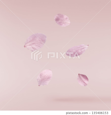 Beautiful blooming of delicate pink Sakura flowers falling in the air, isolated. Zero gravity or levitation spring flowers conception, high resolution image Beautiful blooming of delicate pink Sakura flowers falling in the air, isolated. Zero gravity or levitation spring flowers conception, high resolution image 135406153