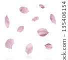 Beautiful blooming of delicate pink Sakura flowers falling in the air, isolated. Zero gravity or levitation spring flowers conception, high resolution image 135406154