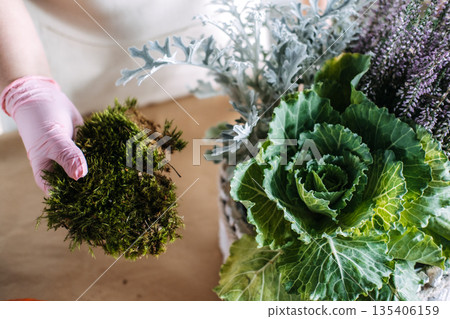 Gloved hand holds clump of green moss over planter containing ornamental cabbage and heather. Terrarium DIY, miniature gardening, moss art, indoor ecosystem. 135406159