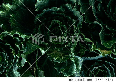 Close up of textured leaves of ornamental kale in dim light. Dark emerald aesthetic, moody plants, maximalist interior design, ornamental kale. 135406173
