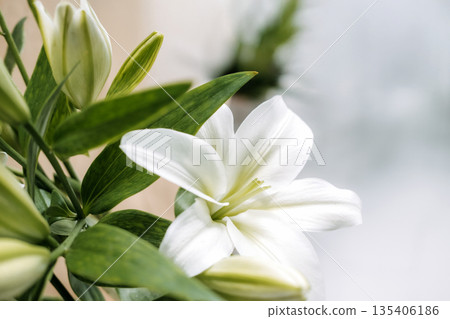 Large white lily flower with yellow center and green leaves against blurred background. Easter lily brunch decor, seasonal table setting, festive home interior. Large white lily flower with yellow center and green leaves against blurred background. Easter lily brunch decor, seasonal table setting, festive home interior. 135406186