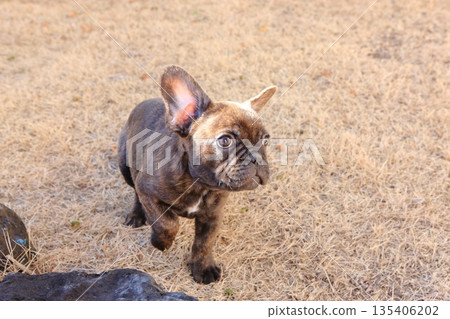 法國鬥牛犬小狗 法國鬥牛犬小狗 135406202