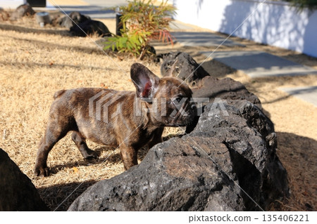 French bulldog puppy French bulldog puppy 135406221