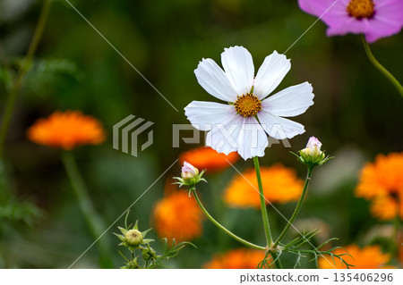 Cosmos flower in a garden Cosmos flower in a garden 135406296