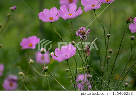 Cosmos flower in a garden Cosmos flower in a garden 135406298