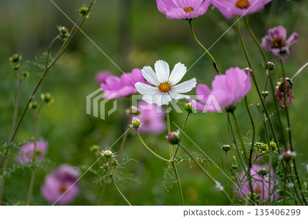 Cosmos flower in a garden 135406299