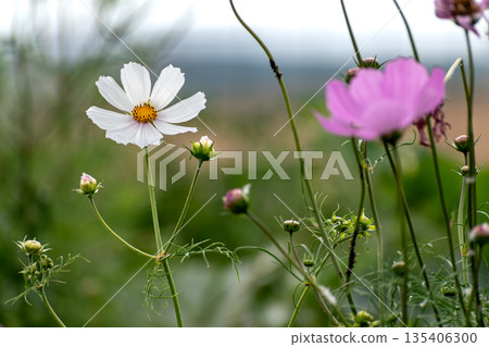 Cosmos flower in a garden 135406300