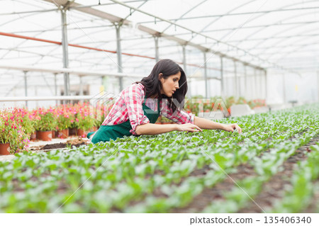 Woman tending seedling trays on bench inside greenhouse while wearing plaid shirt and green apron 135406340