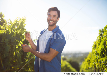 Man standing in sunlit vineyard among green grapevines holding vine leaf near cluster of grapes 135406995