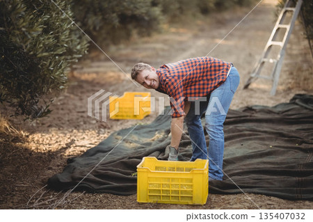 Man harvesting fruit using mesh net on orchard path by aluminum ladder with yellow plastic crates 135407032