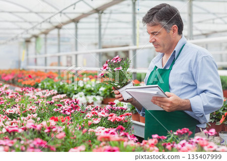 Senior male gardener wearing apron examining pink bloom in greenhouse with notebook, copy space Senior male gardener wearing apron examining pink bloom in greenhouse with notebook, copy space 135407999