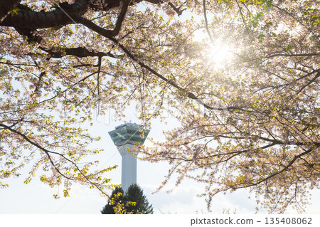 北海道函館五稜郭塔與櫻花-02 135408062