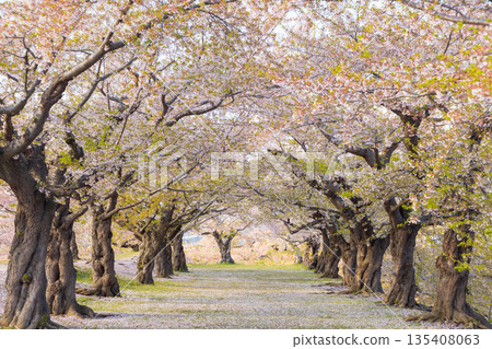 北海道函館五稜郭公園的櫻花飄落 135408063