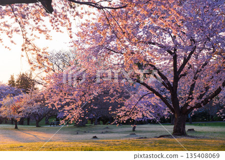 北海道鬼牛公園 - 清晨櫻花 - 135408069