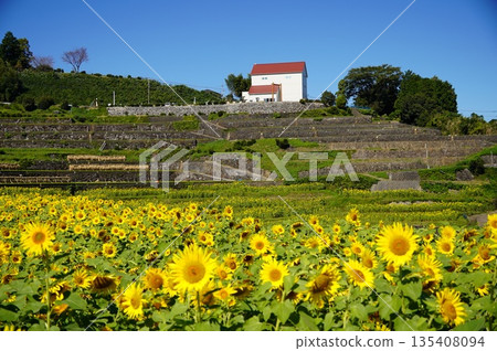 Sunflower fields on a small hill 135408094