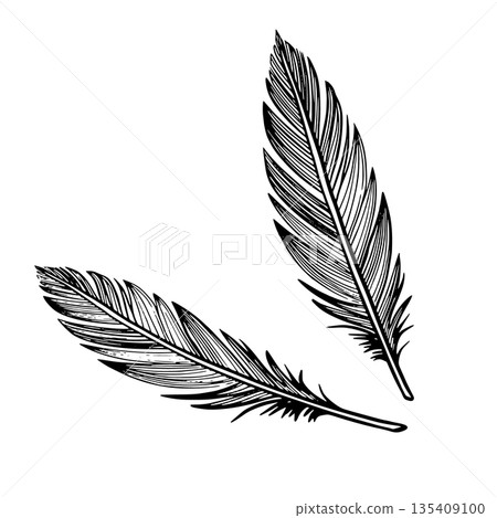 Vector feathers in graphic line style. Linear illustration of Plume for boho designs, spiritual symbols, tattoos, logos, posters. Outline etching painted by black inks on isolated background. 135409100
