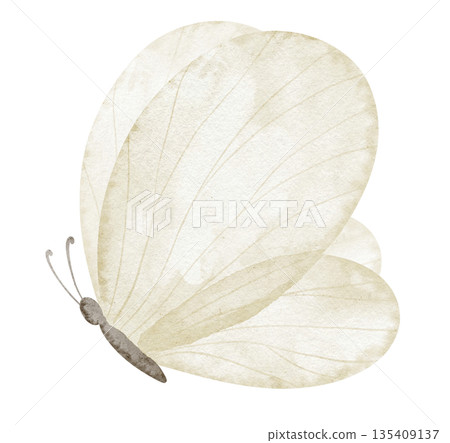 Butterfly watercolor illustration in light yellow pastel colors with delicate transparent wings. Drawing of insect for baby shower greeting cards or childish invitations. Art for nursery design. 135409137