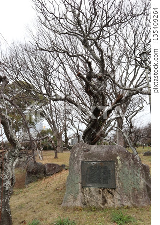 2024年,福岡,福岡市,風景,中央區,城堡,福岡城遺址,第30部分 2024年,福岡,福岡市,風景,中央區,城堡,福岡城遺址,第30部分 135409264