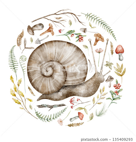 Snail watercolor illustration with forest elements such as mushrooms, leaves, and berries. Drawing of woodland animal with autumn plants for nursery posters or baby greeting cards and invitations. 135409293