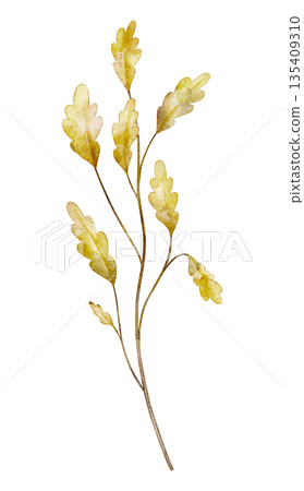 Branch with yellow oak autumn leaves painted in watercolor. Illustration of seasonal fall woodland flora. Twig for greeting cards or invitations. Botanical drawing on isolated background. Branch with yellow oak autumn leaves painted in watercolor. Illustration of seasonal fall woodland flora. Twig for greeting cards or invitations. Botanical drawing on isolated background. 135409310