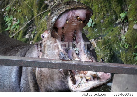 Big Mouth Hippopotamus Big Mouth Hippopotamus 135409355