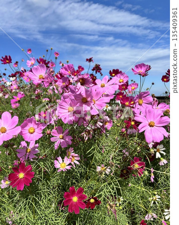 發光在秋天天空的波斯菊波斯菊 發光在秋天天空的波斯菊波斯菊 135409361