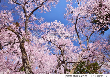 盛開的櫻花和藍天映襯下的高遠城遺址 135409497
