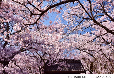 盛開的櫻花和藍天映襯下的高遠城遺址 135409500