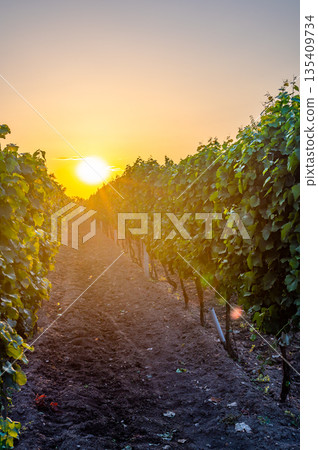 Sunset over the vineyard at South Moravia region, Czech republic. Traditional wine land. |Colorful sunset, dramatic clouds. Sunset over the vineyard at South Moravia region, Czech republic. Traditional wine land. |Colorful sunset, dramatic clouds. 135409734