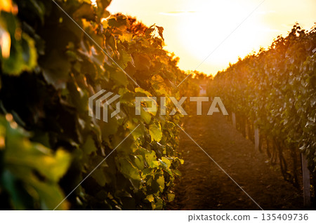 Sunset over the vineyard at South Moravia region, Czech republic. Traditional wine land. |Colorful sunset, dramatic clouds. Sunset over the vineyard at South Moravia region, Czech republic. Traditional wine land. |Colorful sunset, dramatic clouds. 135409736