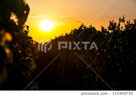 Sunset over the vineyard at South Moravia region, Czech republic. Traditional wine land. |Colorful sunset, dramatic clouds. Sunset over the vineyard at South Moravia region, Czech republic. Traditional wine land. |Colorful sunset, dramatic clouds. 135409739
